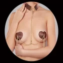 ZESTAW SEXY NIPPLE COVER AND CHOKER HEARTIES SET