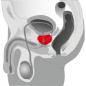 Stymulator prostaty Rocks-Off Big-Boy (2 kolory)